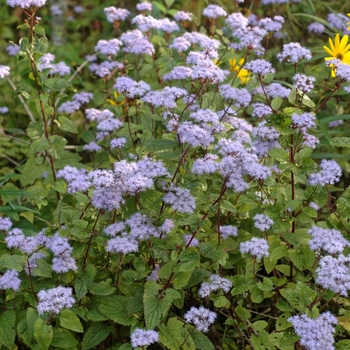 Conoclinium coelestinum - Mist Flower