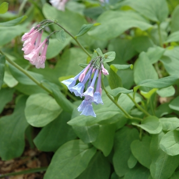 Mertensia virginica - Virginia bluebell