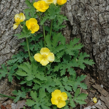 Stylophorum diphyllum - Celandine Poppy