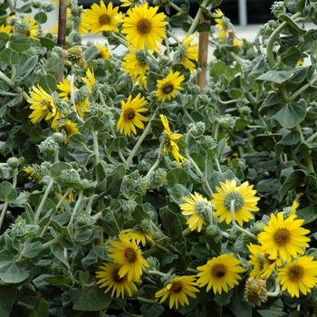 Helianthus mollis - Ashy Sunflower