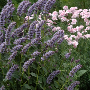 Agastache foeniculum - Anise Hyssop
