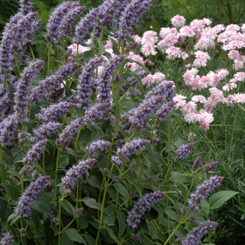 Agastache foeniculum - Anise Hyssop