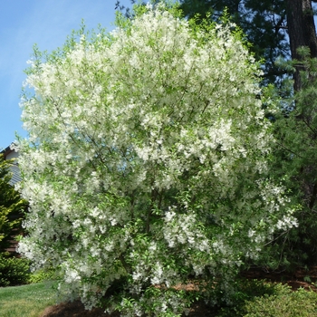 Chionanthus virginicus - White Fringe Tree