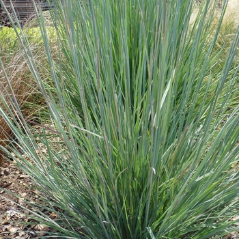 Little Bluestem