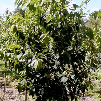 Diospyros virginiana - Persimmon