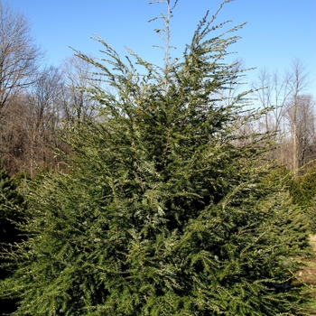 American Hemlock