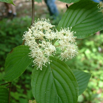 Cornus alternifolia - Alternate Pagoda Dogwood