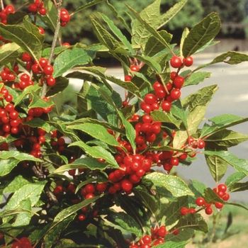 Ilex verticilata - Winterberry