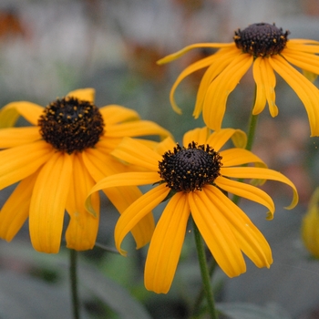 Orange Coneflower