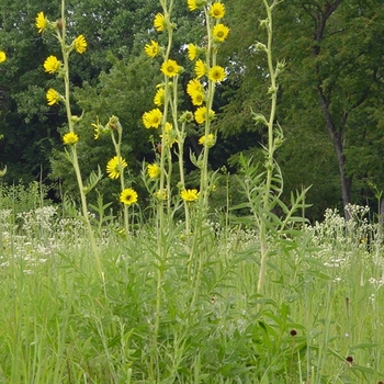 Silphium laciniatum - Compass Plant