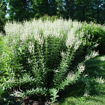 Veronicastrum virginicum - Culver's Root