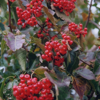 Crataegus phaenopyrum - Washington Hawthorn