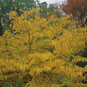 Common Witch Hazel