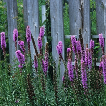 Dense Blazing Star