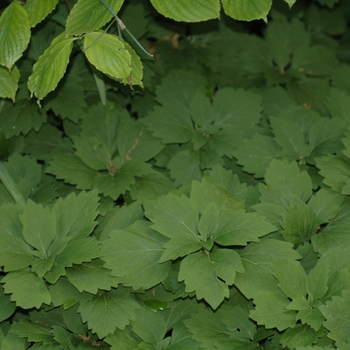 Pachysandra procumbens - Allegheny spurge