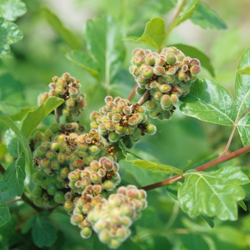 Rhus aromatica - Fragrant Sumac