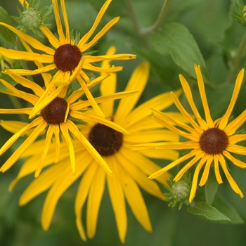 Rudbeckia subtomentosa - Sweet Blackeye Susan