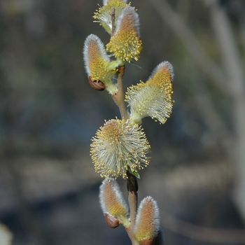 Salix discolor - Pussy Willow