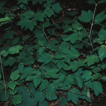 Viburnum acerifolium - Mapleleaf Viburnum