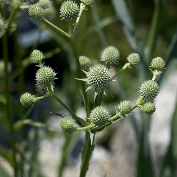 Eryngium yuccifolium - Rattlesnake Master