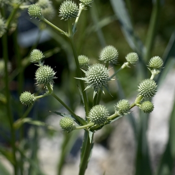 Eryngium yuccifolium - Rattlesnake Master