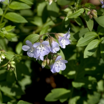 Polemonium reptans - Jacob's Ladder