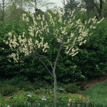 Halesia carolina - Carolina Silverbell