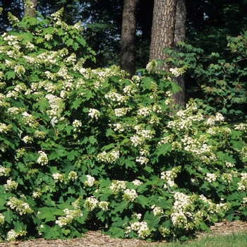 Oakleaf Hydrangea