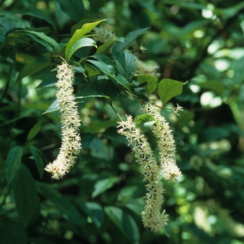 Itea virginica - Virginia Sweetspire