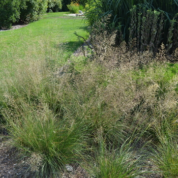 Sporobolus heterolepis - Prairie Dropseed