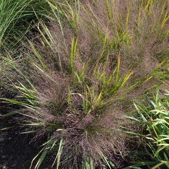 Eragrostis spectabilis - Purple Love Grass