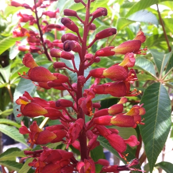 Aesculus pavia - Red Buckeye