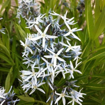 Amsonia tabernaemontana - Eastern Blue Star