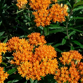 Asclepias tuberosa - Butterfly Milkweed