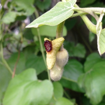 Aristolochia tomentosa - Woolly Dutchman's Pipe
