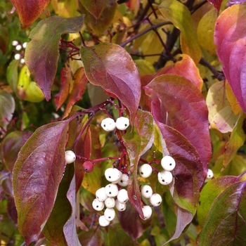 Cornus racemosa - Gray Dogwood