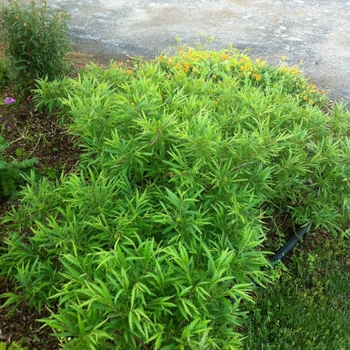 Comptonia peregrina - Sweet Fern