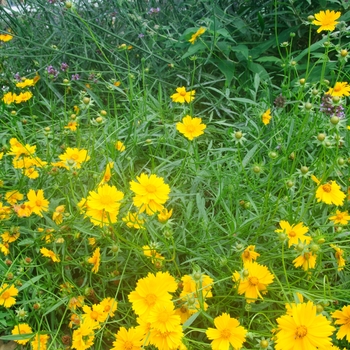 Coreopsis lanceolata - Lance-leaved Coreopsis