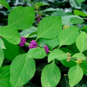 Callicarpa americana - American Beautyberry