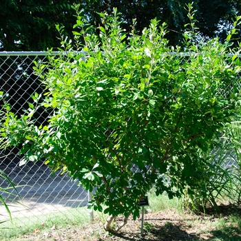 Ilex decidua - Possumhaw Holly