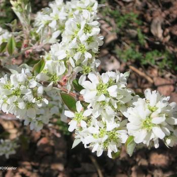 Amelanchier stolonifera - Running Serviceberry