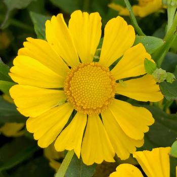 Helenium autumnale - Sneezeweed