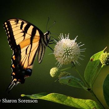 Cephalanthus occidentalis - Buttonbush