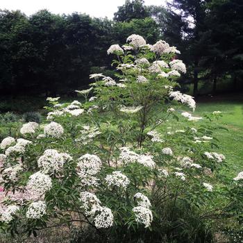 Sambucus canadensis - Common Elderberry