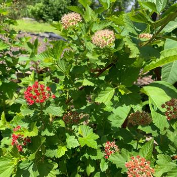 Physocarput opulifolius - Ninebark