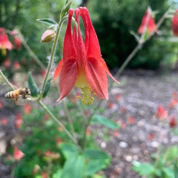 Aquilegia canadensis - Red Columbine