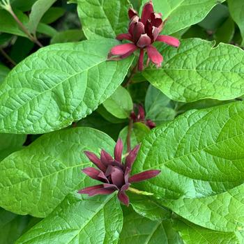 Calycanthus floridus - Carolina Allspice