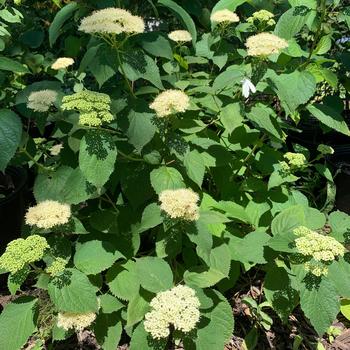 Hydrangea arborescens - Smooth Hydrangea