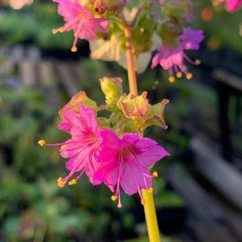 Mirabilis nyctaginea - Heartleaf Four O'clock