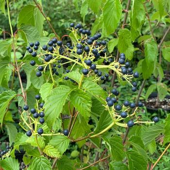 Viburnum Dentatum - Arrowwood Viburnum